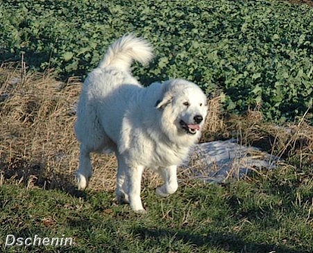 Pyrenenberghund Dschenin 1